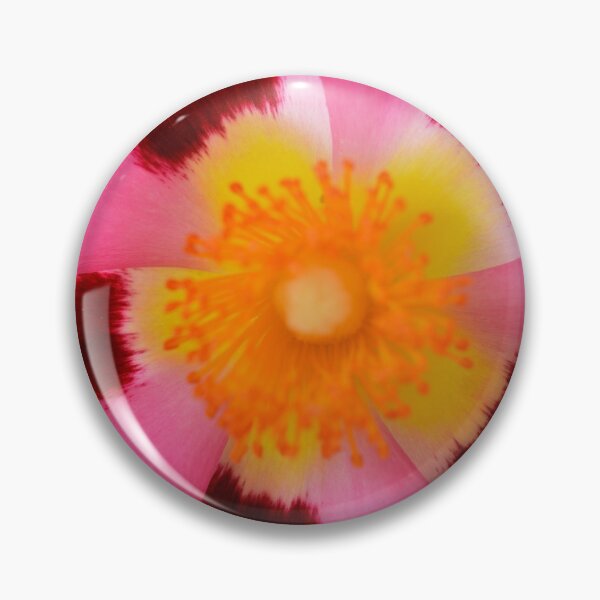 Item preview, Cistus × purpureus   AGM  Purple-flowered rock rose   designed and sold by Chris Burrows.