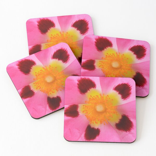 Item preview, Cistus × purpureus   AGM  Purple-flowered rock rose   designed and sold by Chris Burrows.