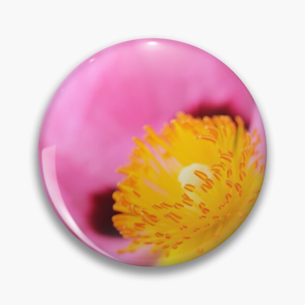 Item preview, Cistus × purpureus   AGM  Purple-flowered rock rose   designed and sold by Chris Burrows.