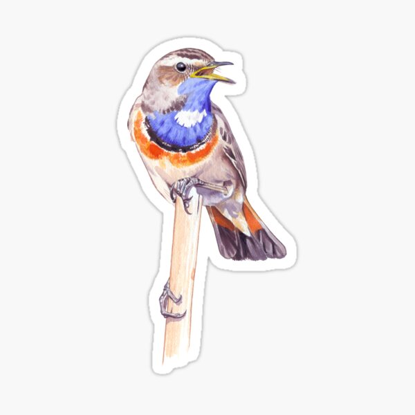 Bluethroat Sticker