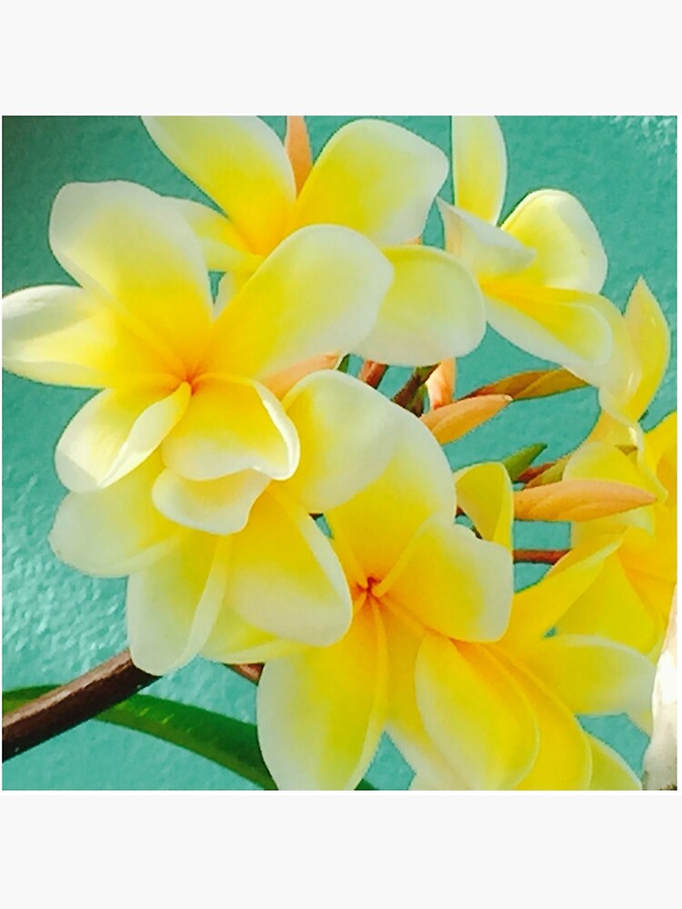 Impression rigide « Fleurs de frangipane jaune », par cloudninelife |  Redbubble