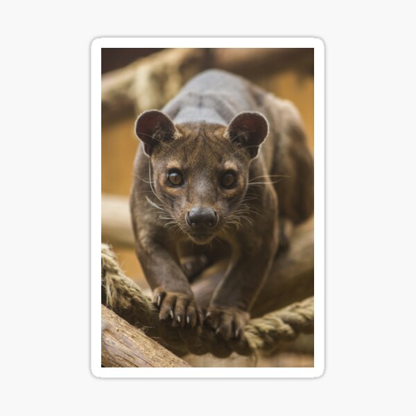 Item preview, Eyes on You designed and sold by Hann Regan  Photography.