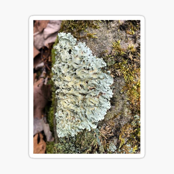Item preview, Half of a Lichen  designed and sold by Paula Betz.