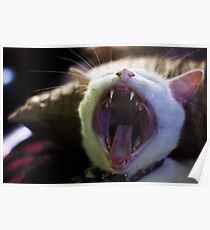 Cat Roar Poster