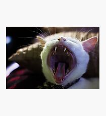 Cat Roar Photographic Print