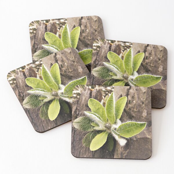 Item preview, The Hairy Plant designed and sold by Fara.