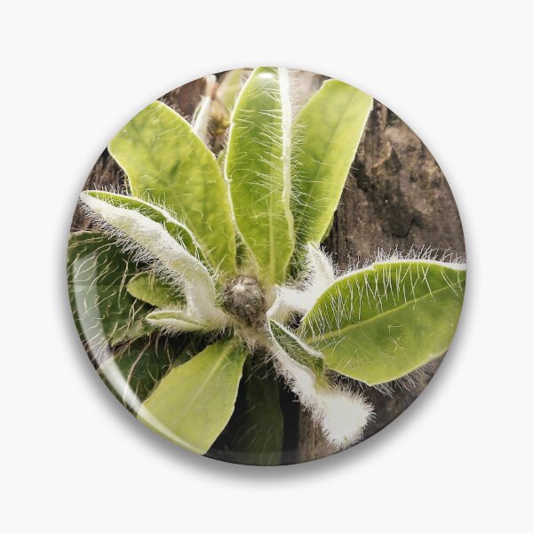 Item preview, The Hairy Plant designed and sold by Fara.