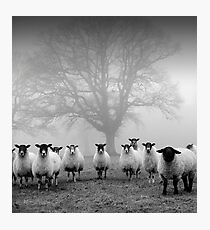The Tree Guardians Photographic Print