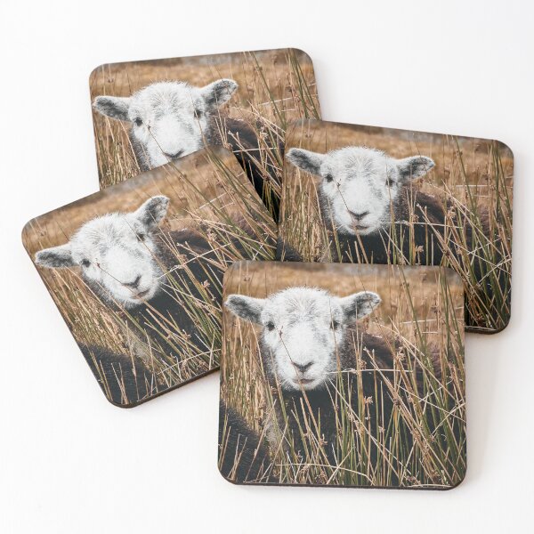 Item preview, Herdwick sheep, close up in the Lake District designed and sold by Greg Morris.