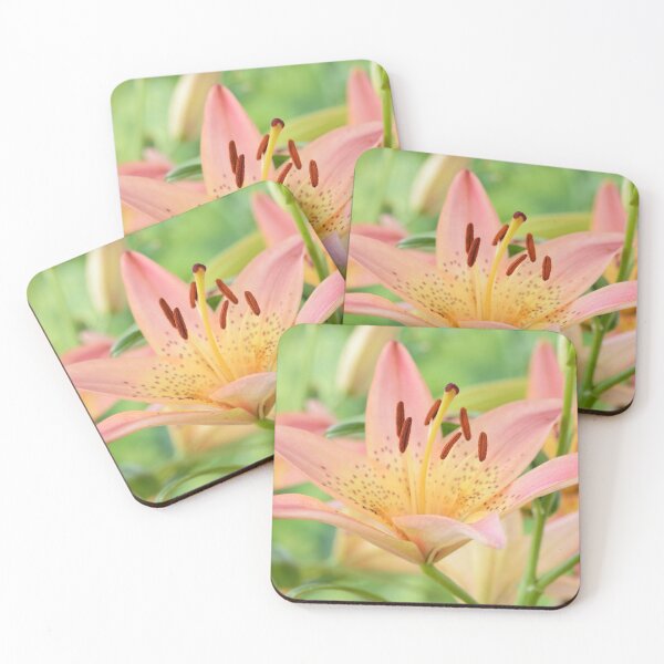 Item preview, Lilium  'Pink Pixie'  Dwarf Asiatic lily   designed and sold by Chris Burrows.