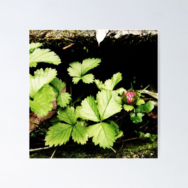 Aperçu de l'œuvre Strawberry Fields Forever In Lock Down 18/04/20 14:00 créée et vendue par Mark Polk.