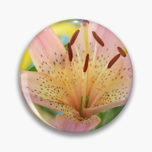 Item preview, Lilium  'Pink Pixie'  Dwarf Asiatic lily   designed and sold by Chris Burrows.