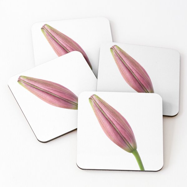 Item preview, Lilium  'Rosella's Dream'  Asiatic lily  Flower bud  designed and sold by Chris Burrows.
