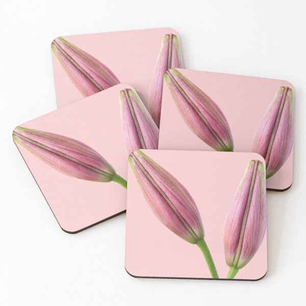 Item preview, Lilium  'Rosella's Dream'  Asiatic lily  Flower bud  designed and sold by Chris Burrows.