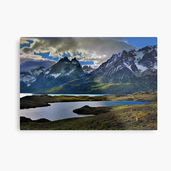 Guanacos and the Massif Metal Print
