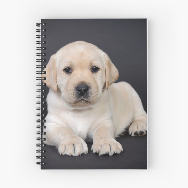 Item preview, Yellow Labrador retriever puppy on black background designed and sold by PetsArt.
