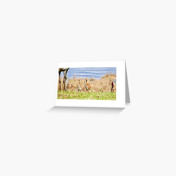 Item preview, Sandhill Crane Family designed and sold by chelsummers.