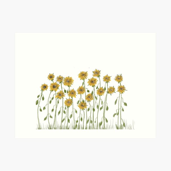 Sunflowers Art Print