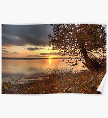 Sundown Upon a Leaning Cedar Poster