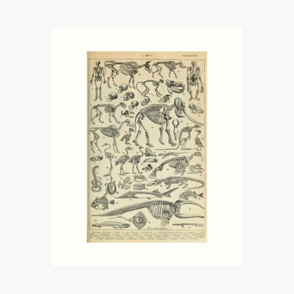 Skeletal Anatomy Art Print