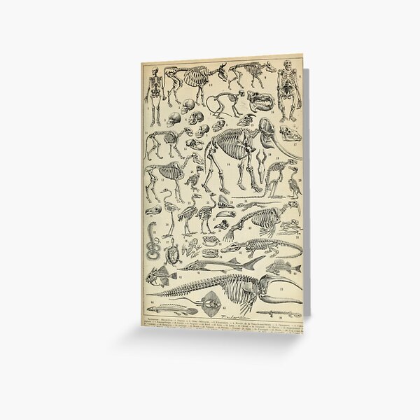 Skeletal Anatomy Greeting Card