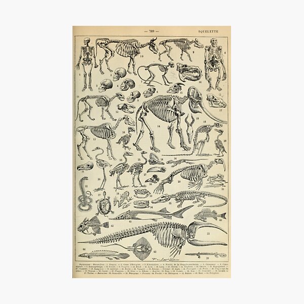 Skeletal Anatomy Photographic Print