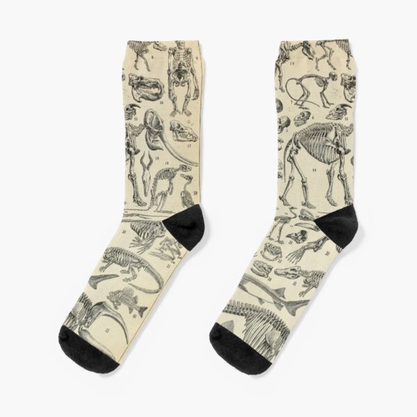 Skeletal Anatomy Socks