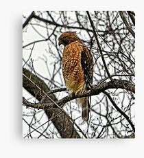 A Hunting He Will Go Canvas Print