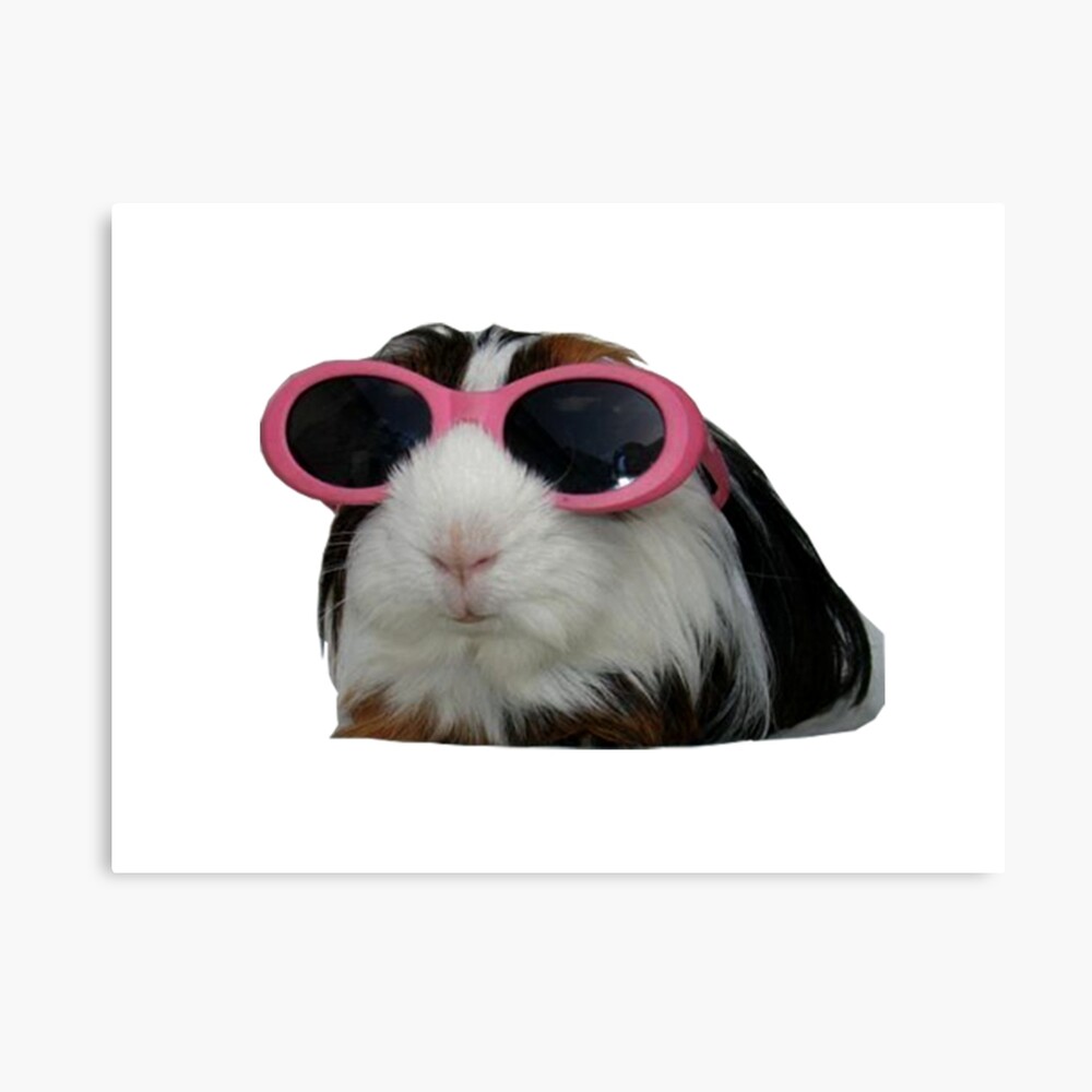 nutro ultra small breed senior reviews