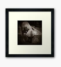 { miss portia } Framed Print