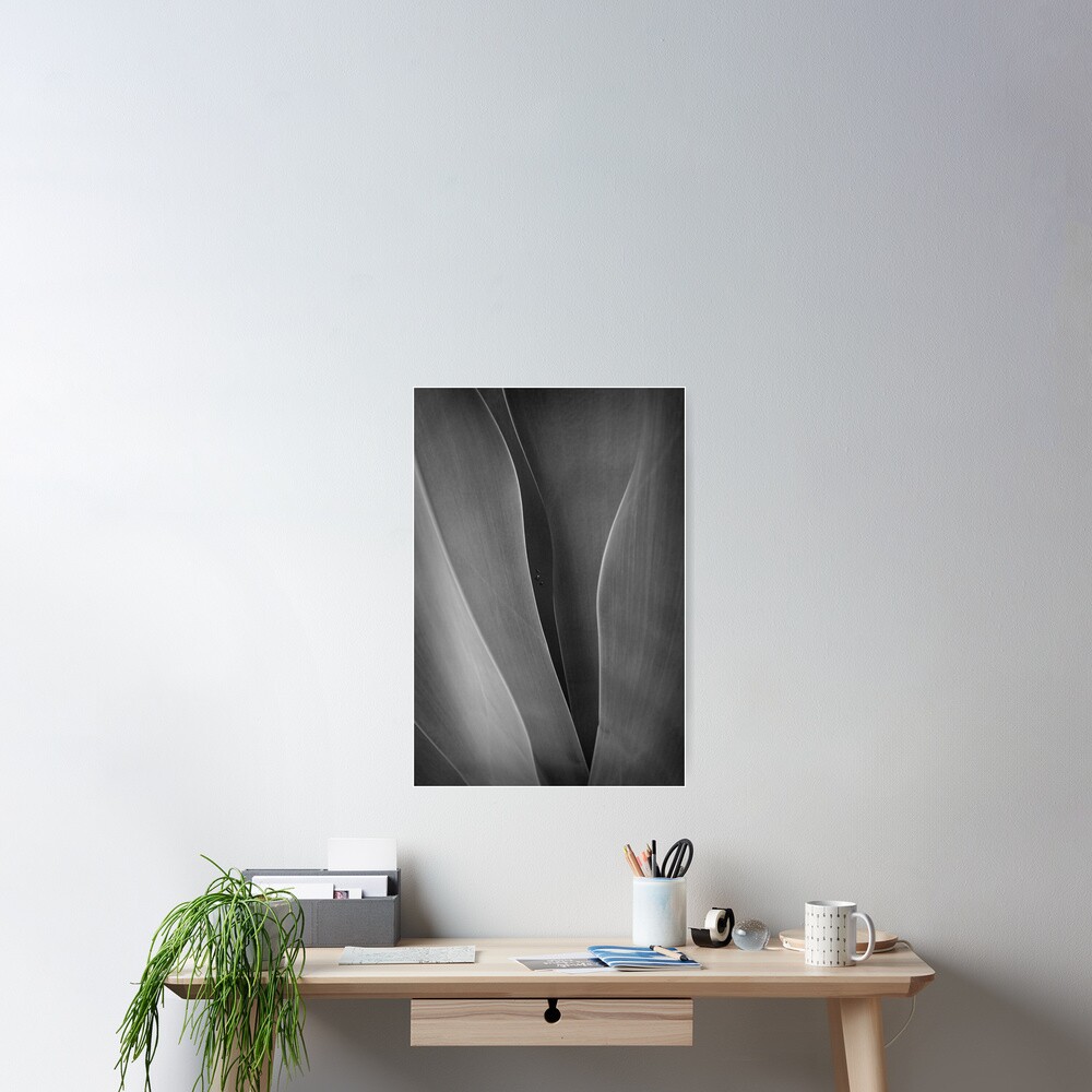 Agave + 3 raindrops Poster