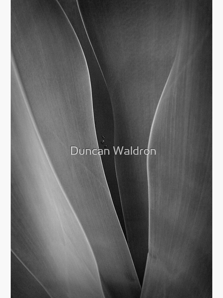 Agave + 3 raindrops by DuncanW
