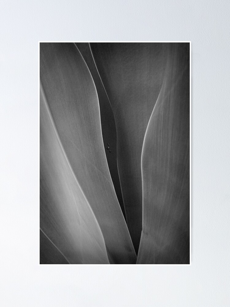 Alternate view of Agave + 3 raindrops Poster