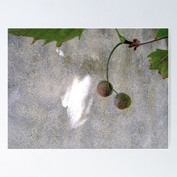 Item preview, 5/3 Visitation of the Sunbeam designed and sold by Evelyn Bach.