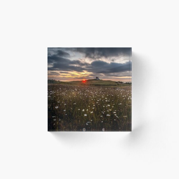 photograph fields of daisies at sunset in the Magdalen Islands Acrylic Block