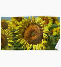 Sunflowers Poster
