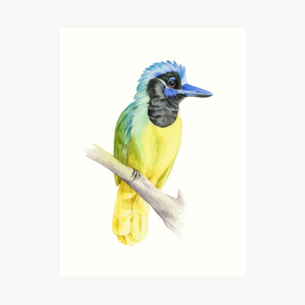 Greenjay Art Print