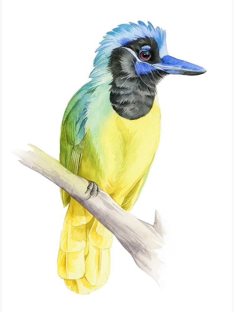 Greenjay by mirjamimanninen