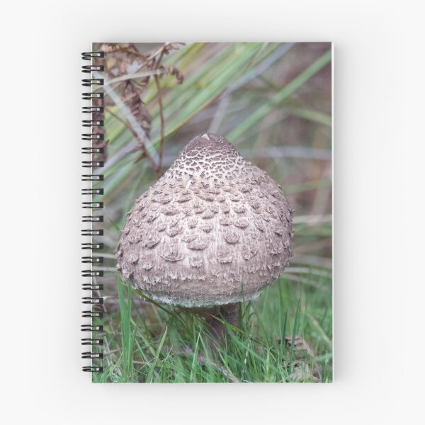 Item preview, Shaggy Parasol - Lepiota rhacodes designed and sold by Chris Monks.