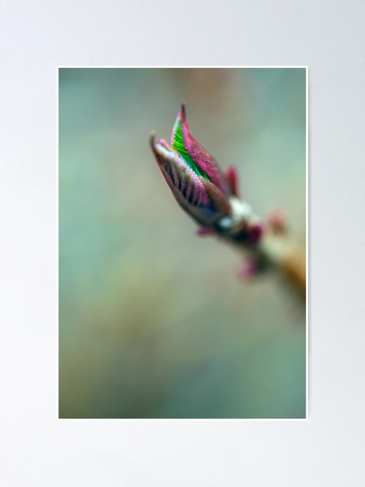 Thumbnail 1 of 3, Poster, Spring Springing designed and sold by alan shapiro.