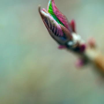 Artwork thumbnail, Spring Springing by alan shapiro