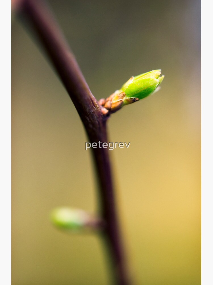 Day 237 - 3rd March 2012 by petegrev