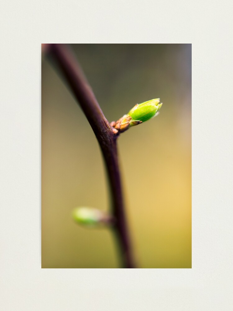 Alternate view of Day 237 - 3rd March 2012 Photographic Print