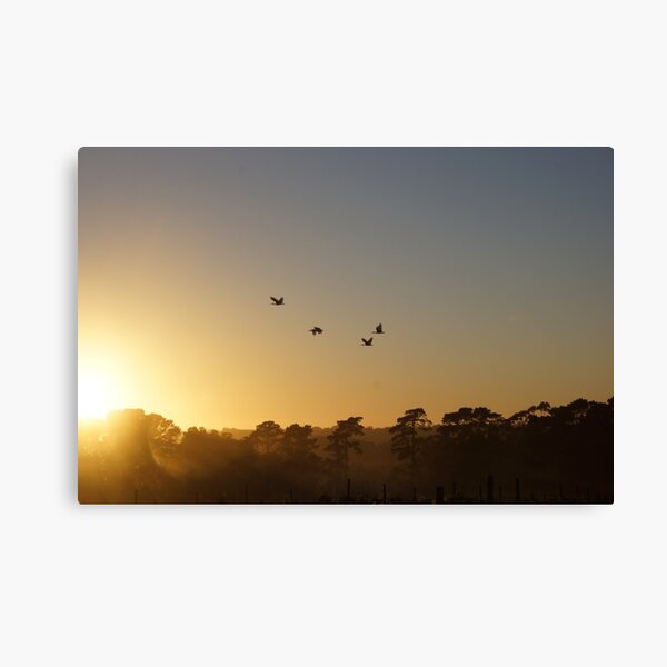 Ibis in the sky - Adelaide Hills - Fleurieu Peninsula - by South Australian artist Avril Thomas Canvas Print