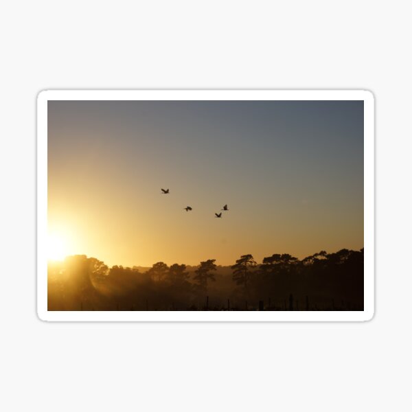 Item preview, Ibis in the sky by Adelaide Artist Avril Thomas at Magpie Springs designed and sold by MagpieSprings.