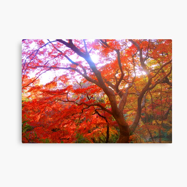 Autumn Color Metal Print