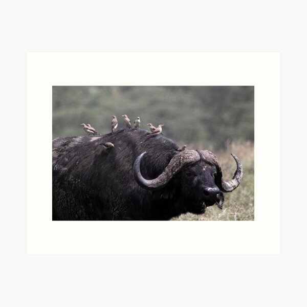 Item preview, African Buffalo with Oxpeckers designed and sold by Carole-Anne.