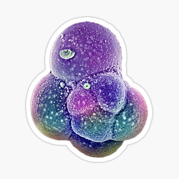 © Foraminifera Sticker