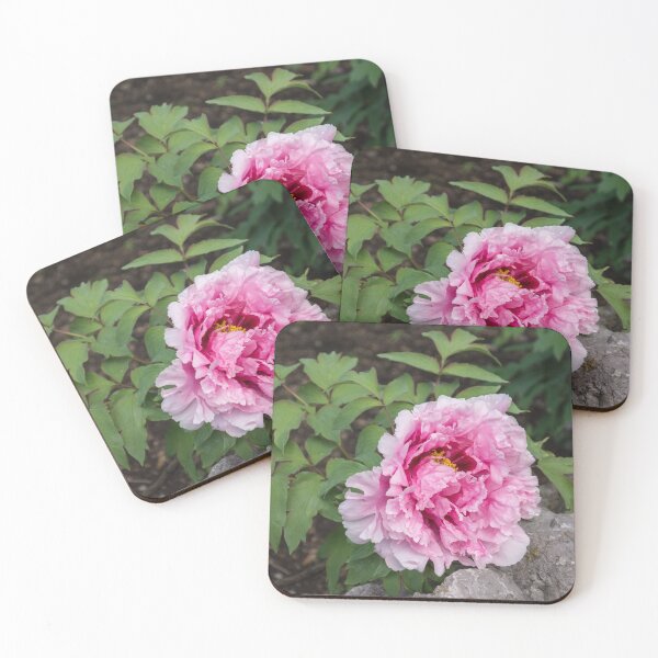 Item preview, On the Rocks - Fragrant Tree Peony Flower in Splendid Pink designed and sold by Georgia Mizuleva.