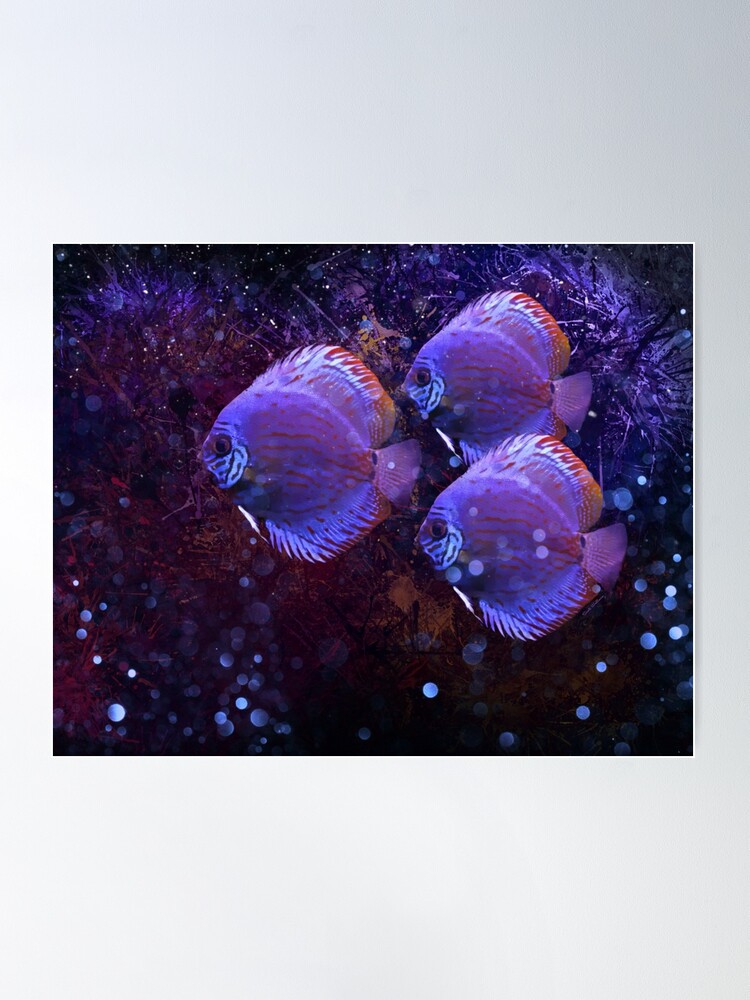 Gold Black Pilot Fish Size: M 3 to 4 – Violet Aquarium